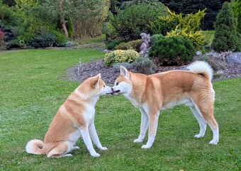Štěňátka Akita Inu s PP odběr v lednu - 5