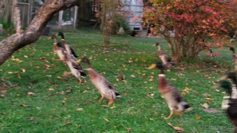 Kohouti a kačeři běžci - 5