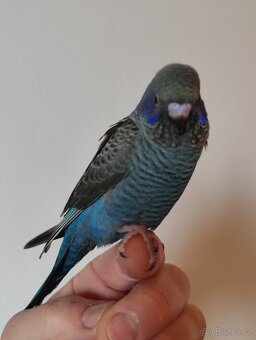 Andulky BF a BWBW (Double Black) - 5