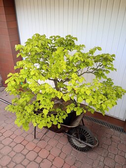 Lípa malolistá (Tilia cordata) bonsai - 5