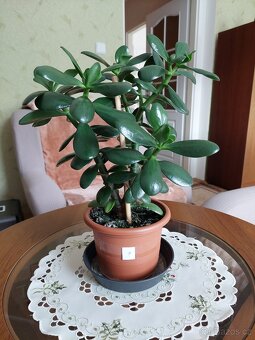 Tlustice vejčitá (Crassula ovata) - výška 36 - 46cm - 5
