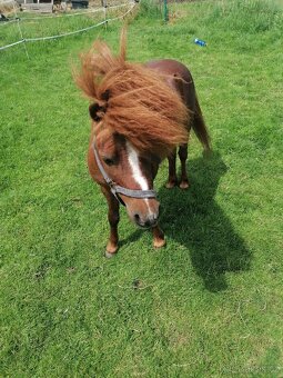Minipony s PP - 5