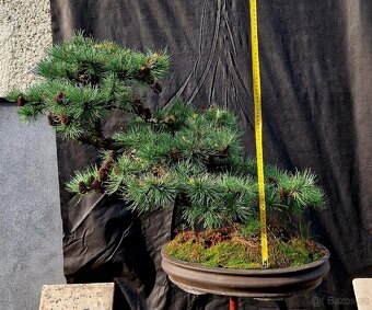 BONSAI, BONSAJ - MODRIN MODROLISTY - TOP 1 - 5