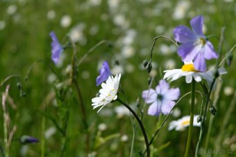 Prodej lučního sena - 5