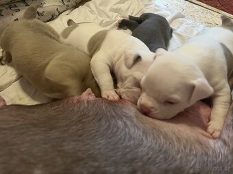 American bully pocket - 5