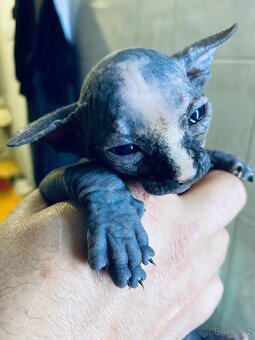 Sphynx - 5