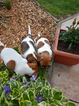 Jack Russel terier - 5