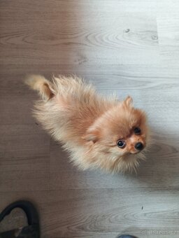 Pomeranian mini Boo - 5