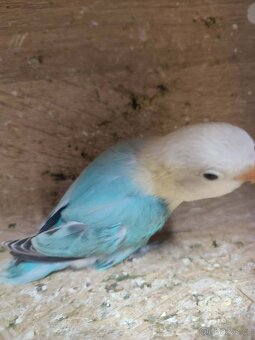 Agapornis ficheri - 5