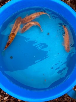 Koi - 5