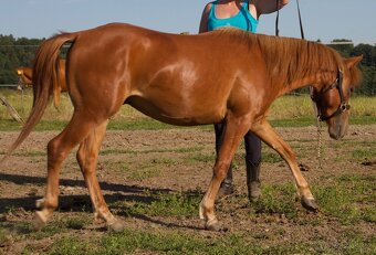 Pony hřebeček - 5