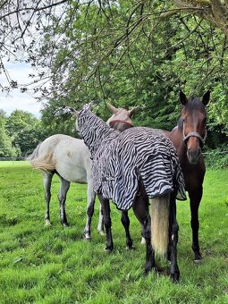 Prodej koňských potřeb pro koně LADY B a RULANDO P - 5