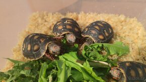 Želva uhliřská mláďata - 5