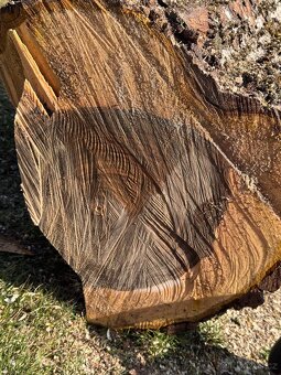 Ořech 50 let starý - 5