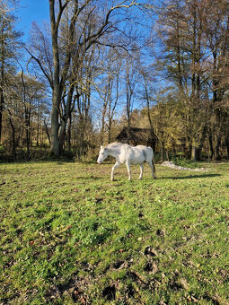 Lipický kůň na prodej - 5