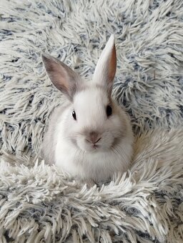 Zakrslý králík - 5