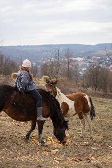 Huculská klisna, hucul, Tobiano, pony, malý kůň - 5