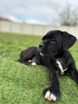 Cane corso s PP - 5
