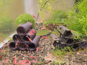 Krevetky krevety neocaridina davidi / heteropoda - 5