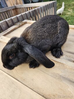 Francouzský beran - 5