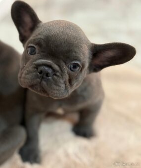 Francouzsky buldoček - 5