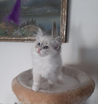 Prodám kočičku Ragdoll bez PP - 5