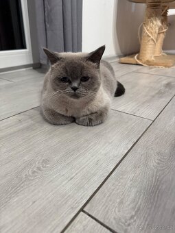 Britská koťata - 5