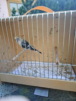 Blackwing andulky - 5