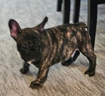 Francouzský buldoček - 5