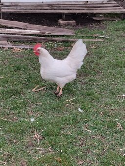 Leghorn,Vlaška koroptví a Australka velká - 5