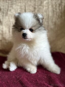 Pomeranian s PP - dva chlapečci v luxusní barvě - rarita - 5