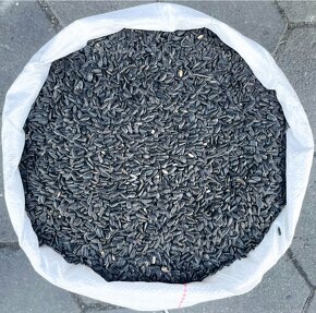 Kukuřice, Pšenice, Slunečnice - 5