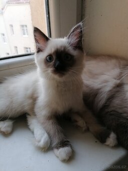 Koťátka - 5
