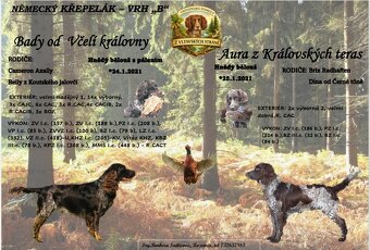 Německý křepelák - 5