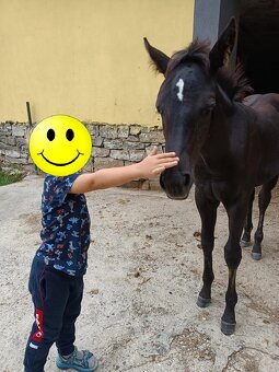 75% APH klisna - 5