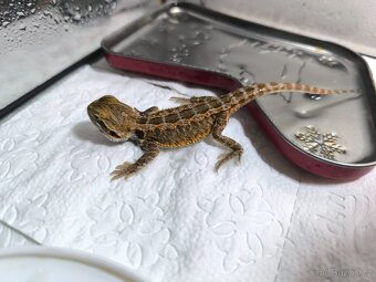 Agama vousatá České Budějovice - 5