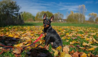 Trpasličí pinč (Miniatúrny pinč), pes s PP - 5