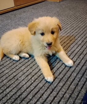 Zlatý retrívr/retriever - 5