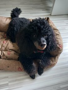 Krytí - nabidka- Pudl trpasličí - 5