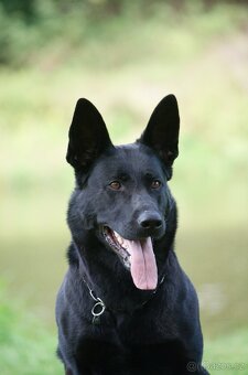 Německý ovčák s PP FCI - 5