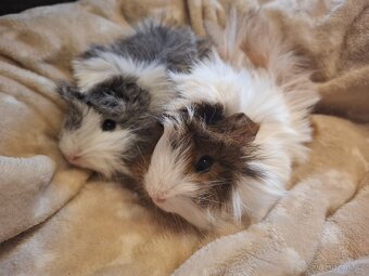 Morče - dvě krásné malé sestřičky - 5