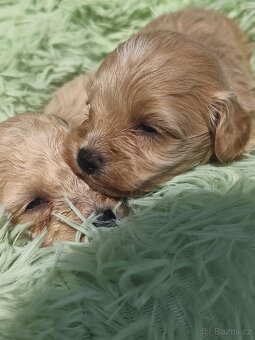 Maltipoo - 5