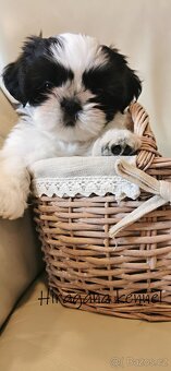 Štěňátka SHIH-TZU s PP - 5