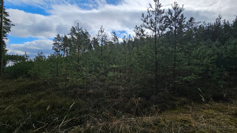 Prodej lesa 32388 m² Břilice u Třeboně - 5