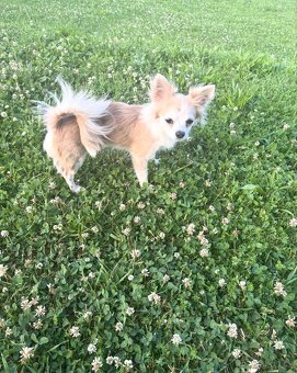 Dlouhosrstá čivava bez PP - 5