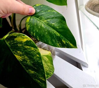 Monstera Deliciosa Aurea - 5