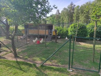 Násadová vejce a kuřata Bresse Gauloise - 5