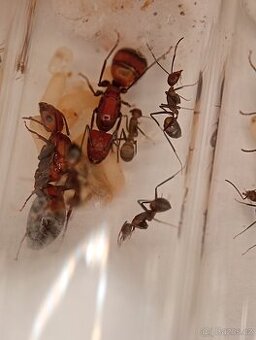 Mravenec nikobarský (Camponotus nicobarensis) - 5