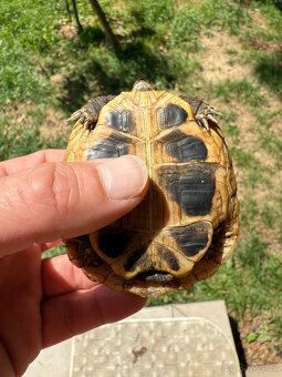 Testudo Hermanni ročník 2021 - 5