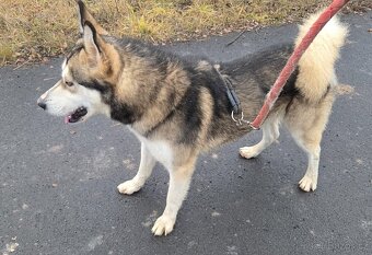 Rodinné důvody - 5